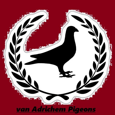 vanadrichempigeons - Kweek duiven.